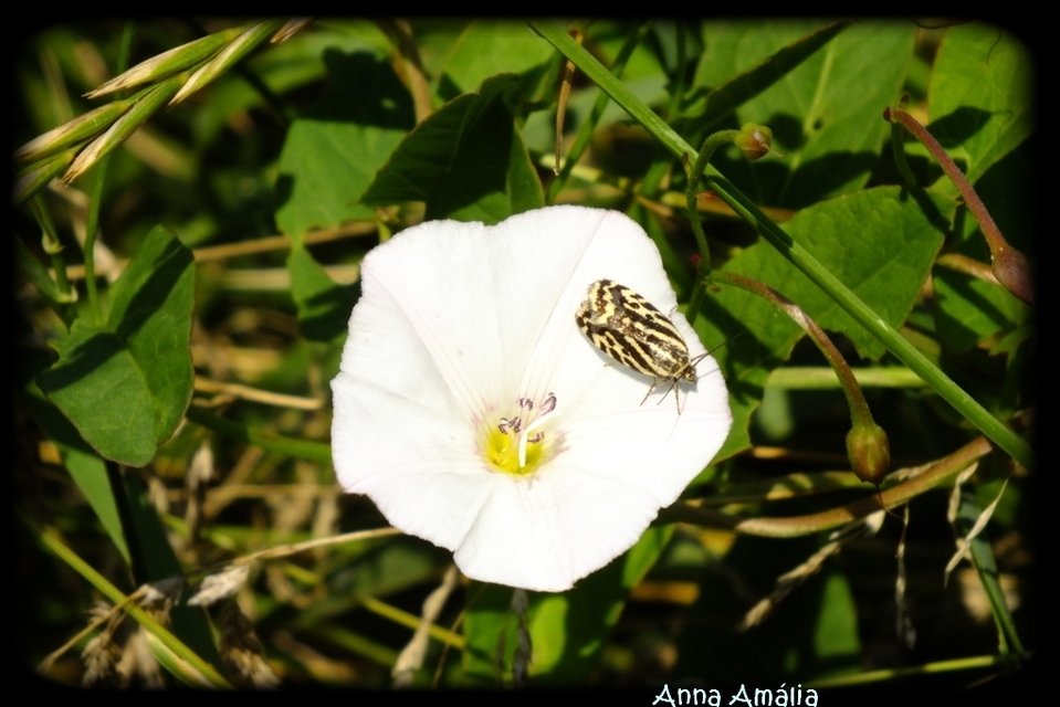 Emmelia trabealis - zebrabagoly