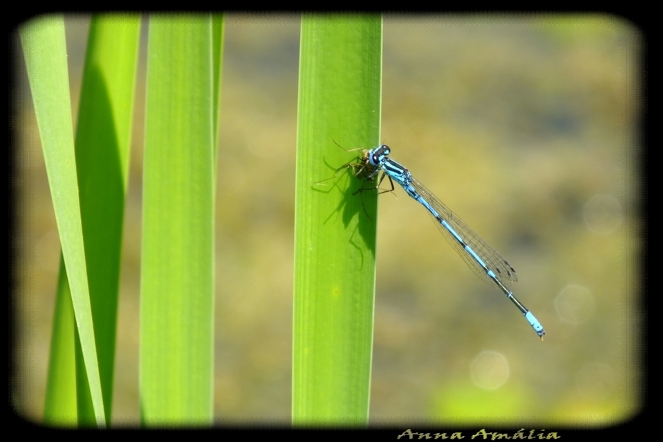 Coenagrion puella - azúrkék légivadász
