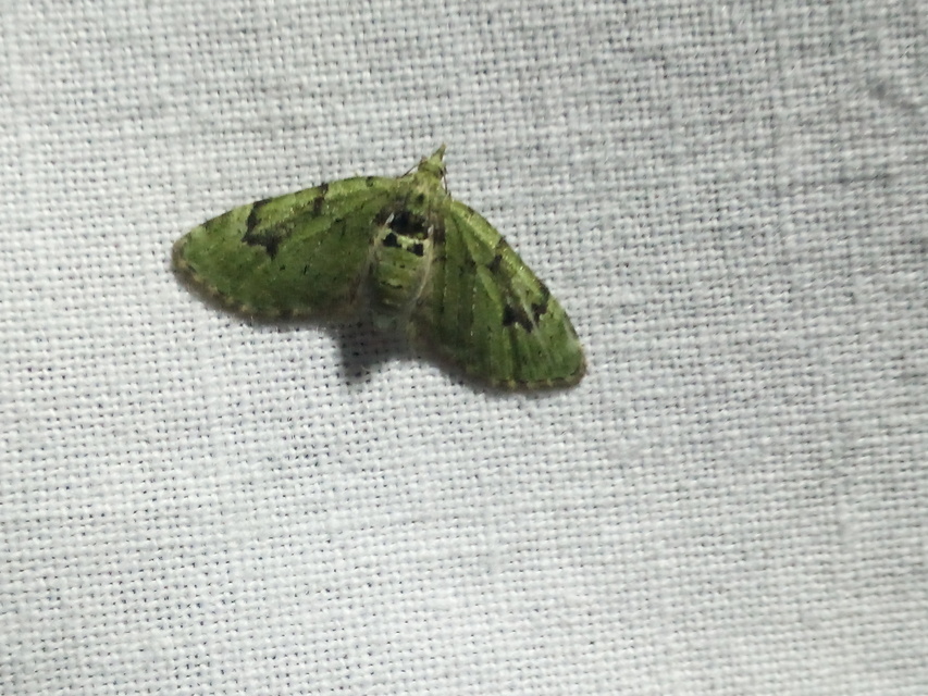 Chloroclystis v-ata - zöldes törpearaszoló