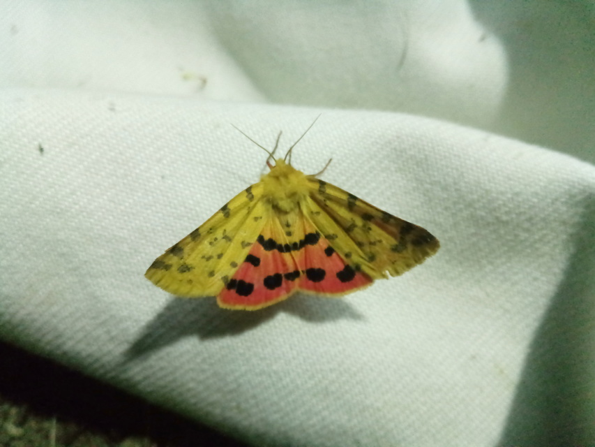 Rhyparia purpurata - bíborszínű medvelepke