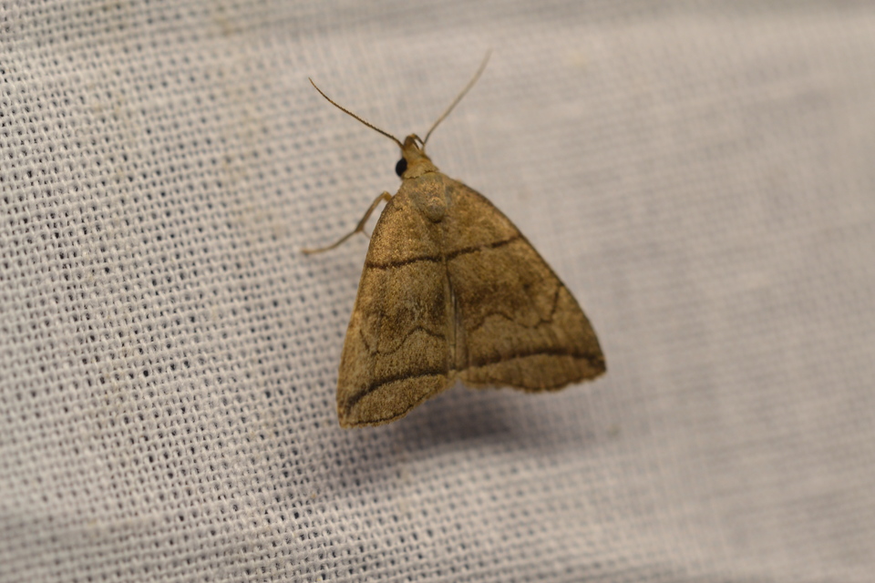 Herminia grisealis - ligeti karcsúbagoly