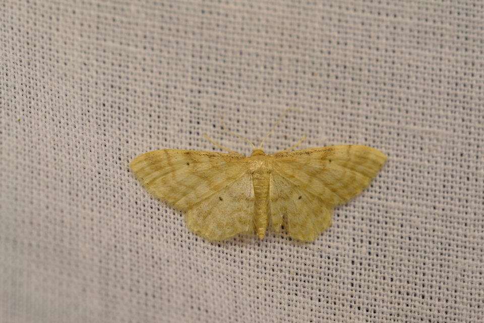 Idaea fuscovenosa - szürkeszélű apróaraszoló