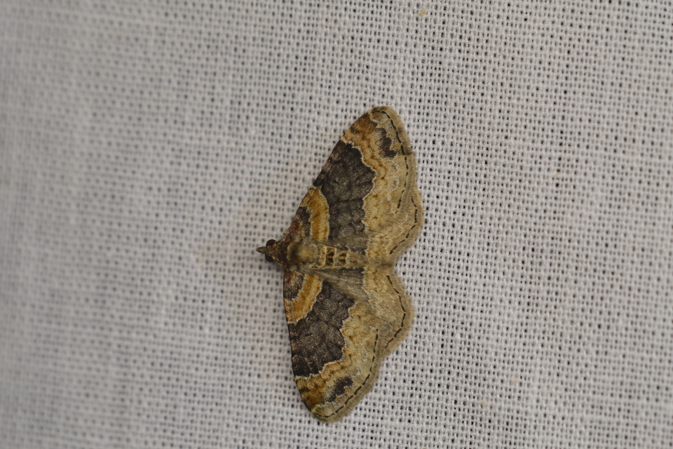 Xanthorhoe ferrugata - kerti tarkaaraszoló