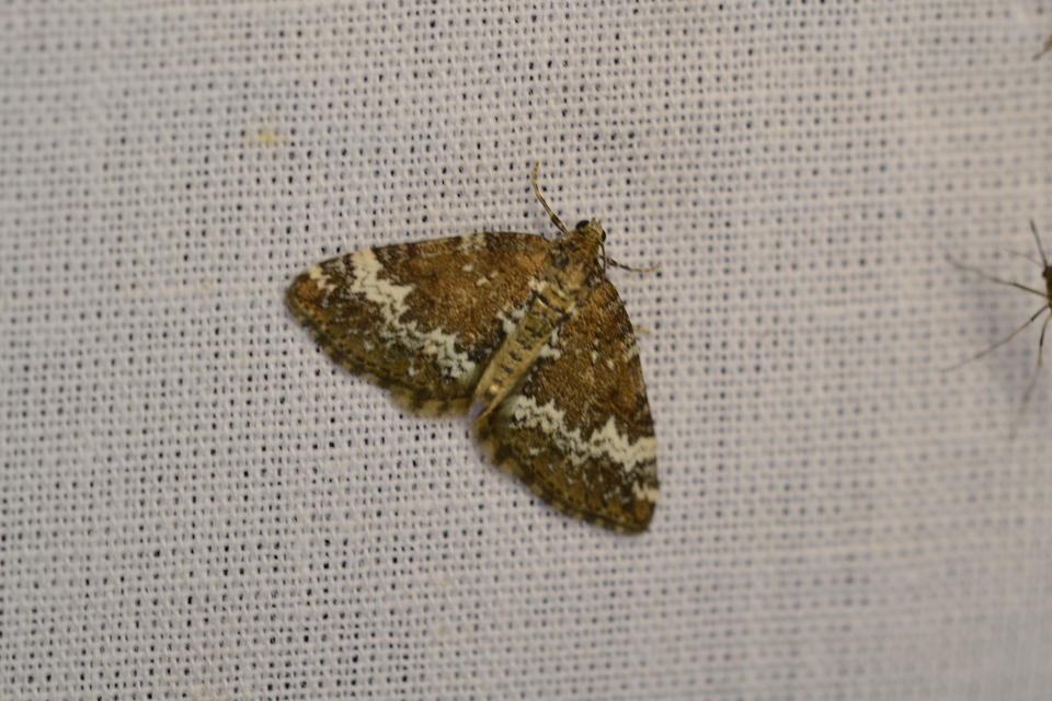 Perizoma alchemillata - árvacsalán-araszoló