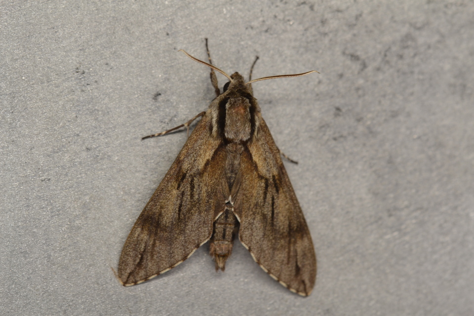 Hyloicus pinastri - fenyőszender