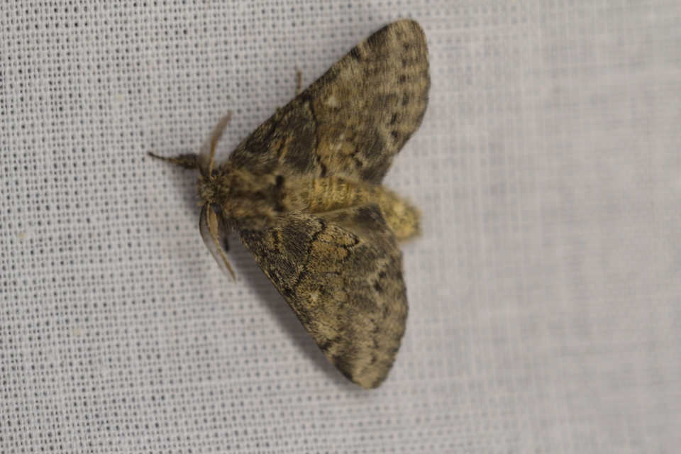 Gluphisia crenata - kormos púposszövő