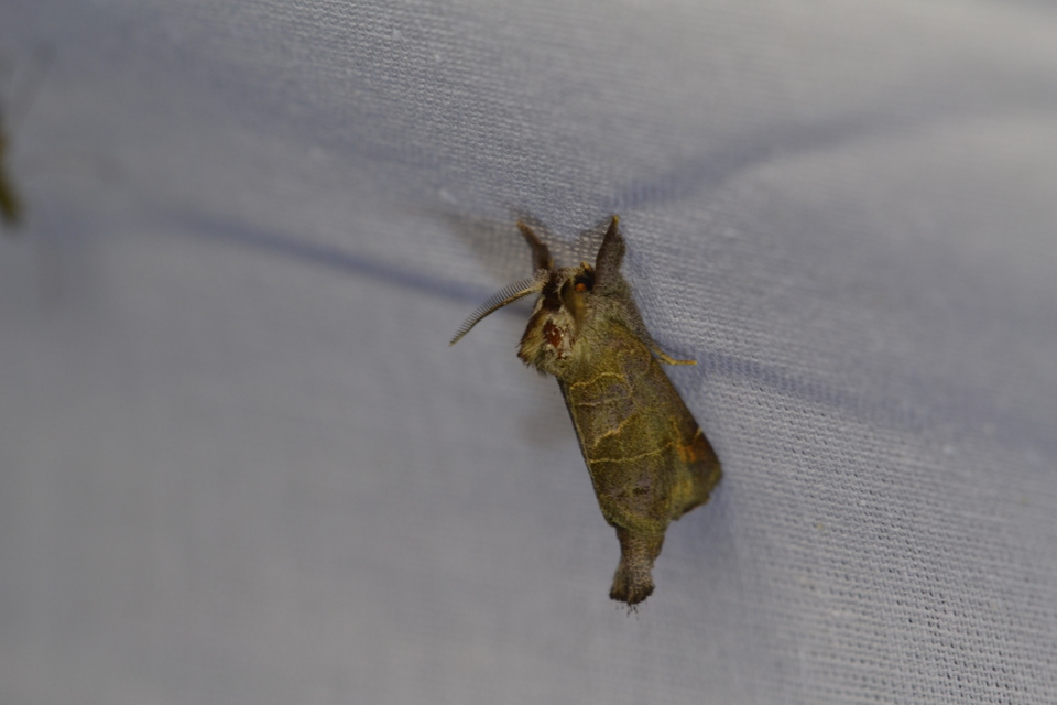 Clostera pigra - apró levélszövő