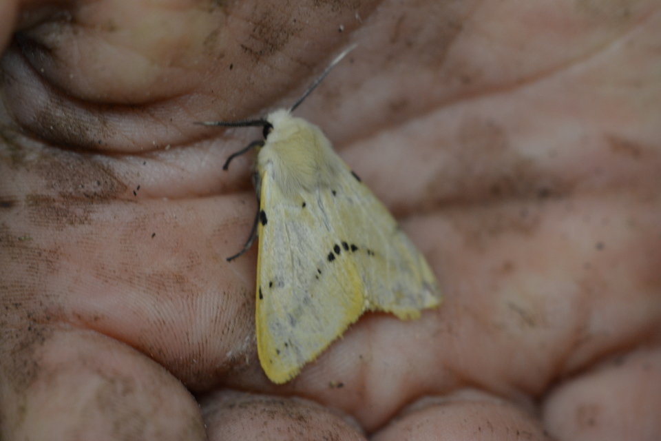 Spilarctia lutea - sárgás medvelepke