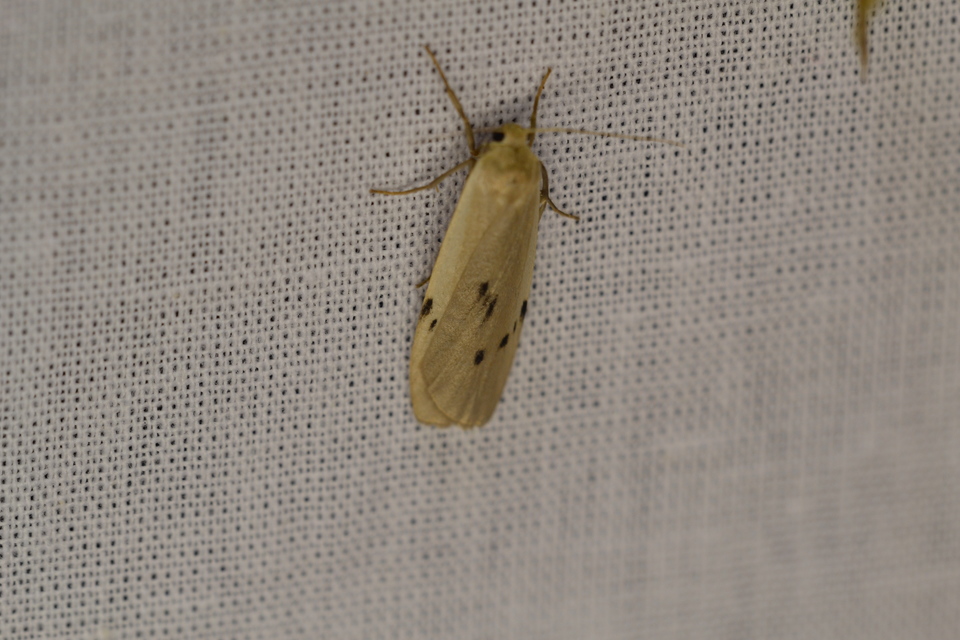 Pelosia muscerda - hamvas zuzmószövő