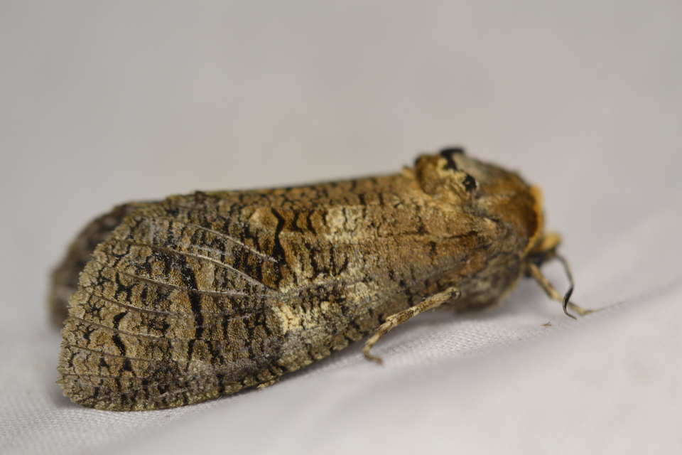 Cossus cossus - fűzfarontólepke