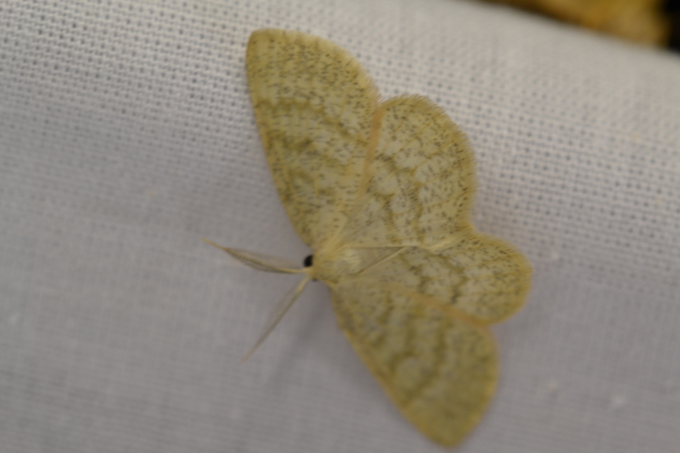 Cabera exanthemata - pettyes égeraraszoló