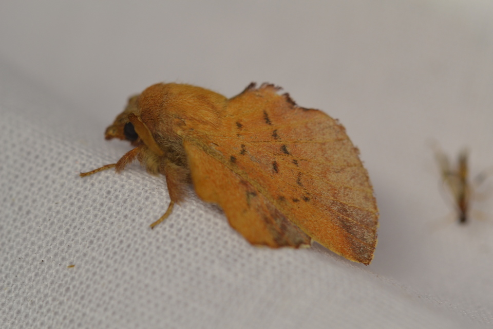 Phyllodesma tremulifolia - nyárlevélpohók
