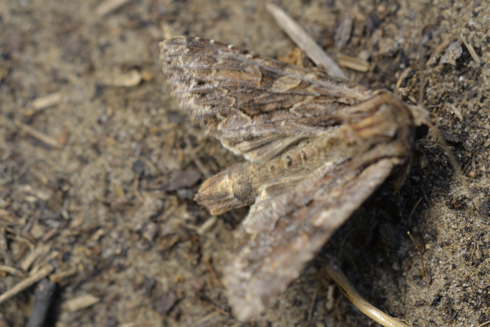Apamea monoglypha - nagy dudvabagoly