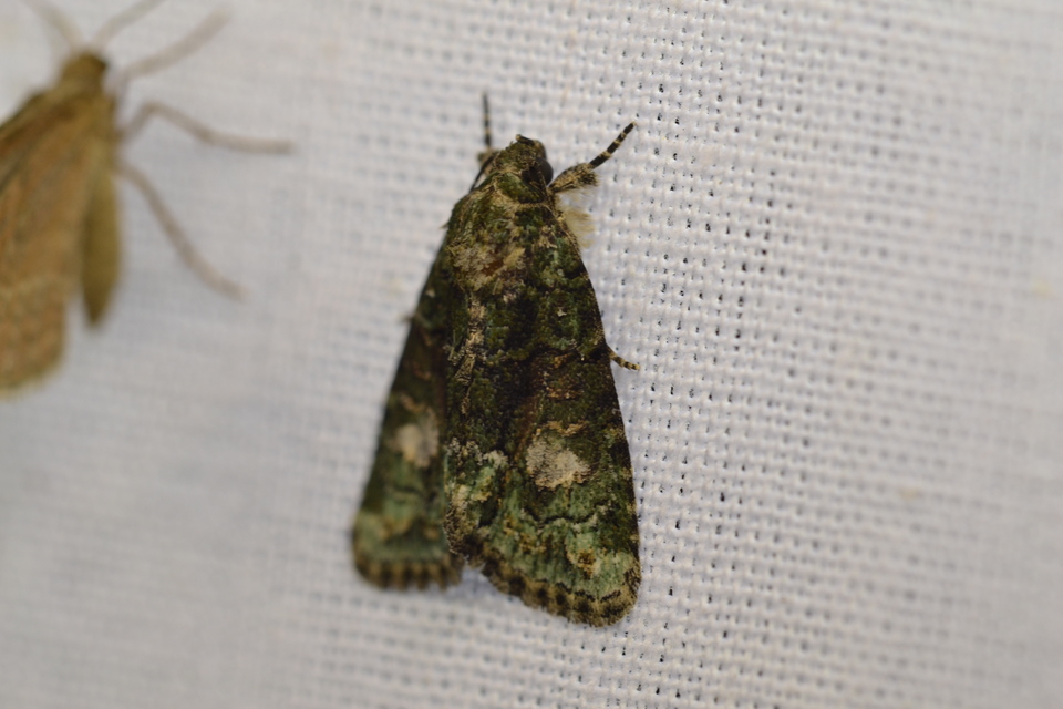 Cryphia algae - sárgászöld zuzmóbagoly