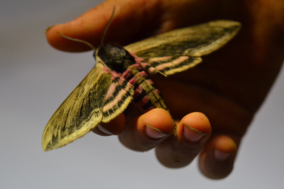 Sphinx ligustri - fagyalszender