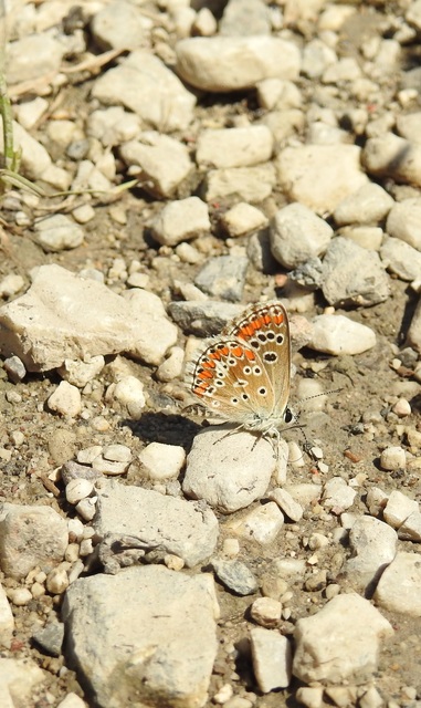 Aricia agestis - szerecsenboglárka