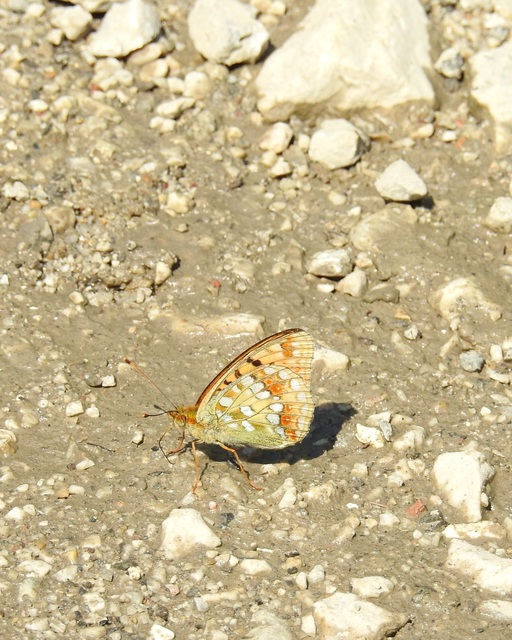 Argynnis adippe - ezüstös gyöngyházlepke