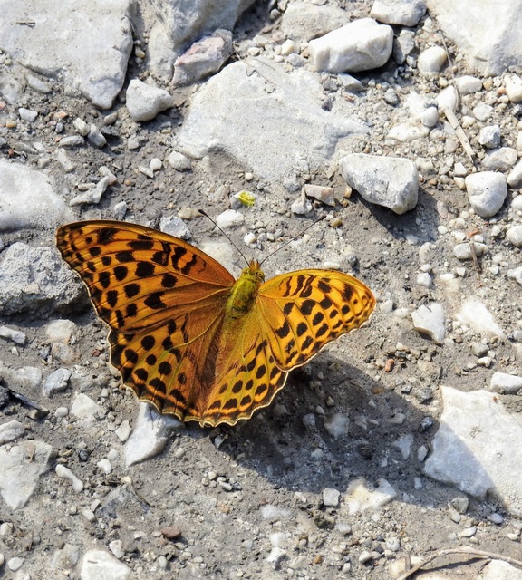 Argynnis paphia - nagy gyöngyházlepke