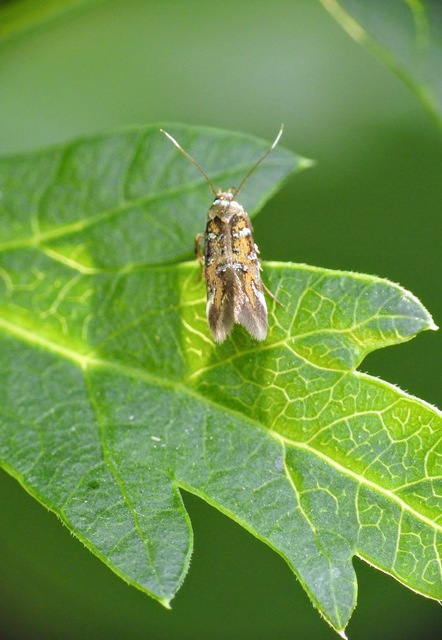 Pancalia leuwenhoekella - feketecsápú ibolyamoly
