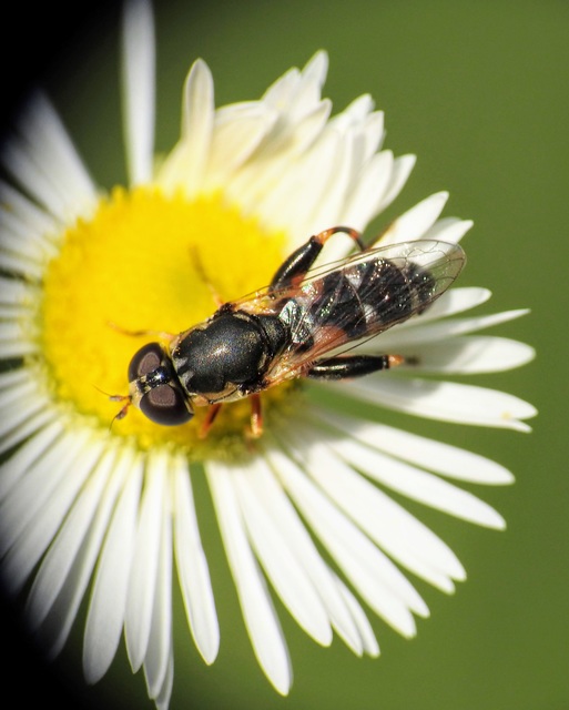 Syritta pipiens - zizegő comboslégy