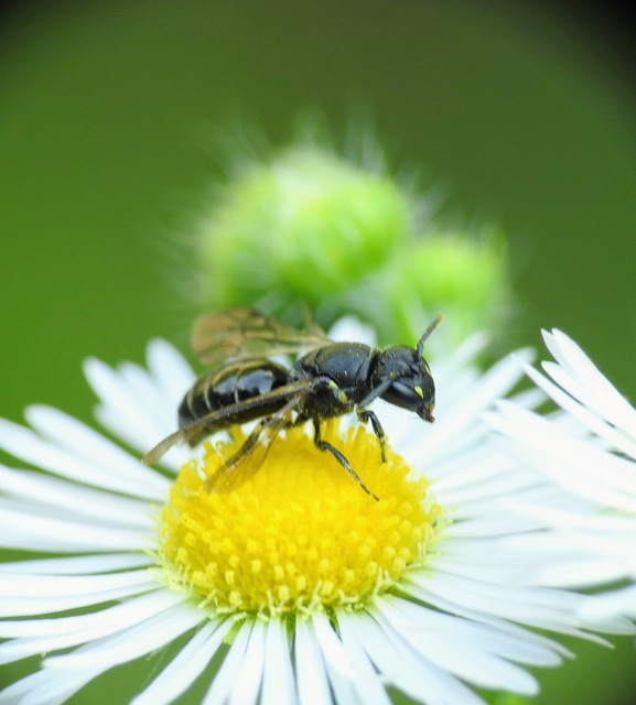 Hylaeus