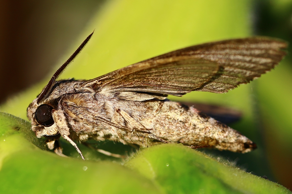 Agrius convolvuli - szulákszender