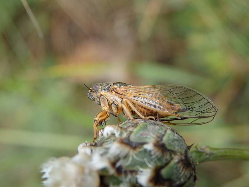 Cicadetta montana