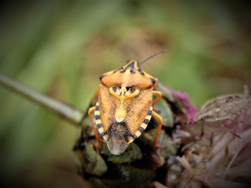 Carpocoris