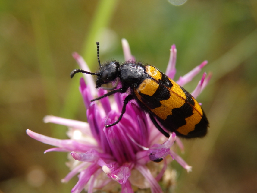 Mylabris variabilis - szalagos hólyaghúzó Mylabris variabilis - szalagos hólyaghúzó