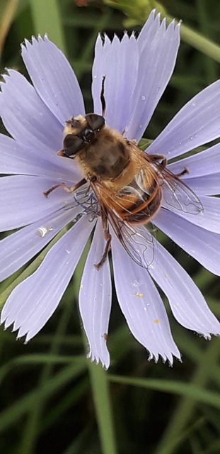 Eristalis tenax - közönséges herelégy