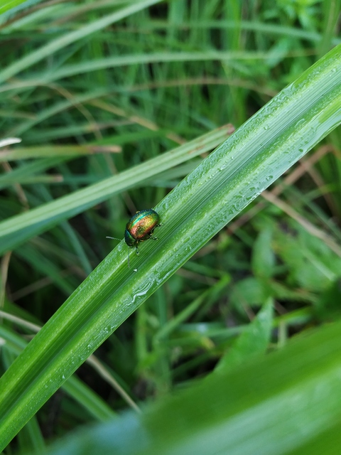Chrysolina graminis - zöld varádicslevelész