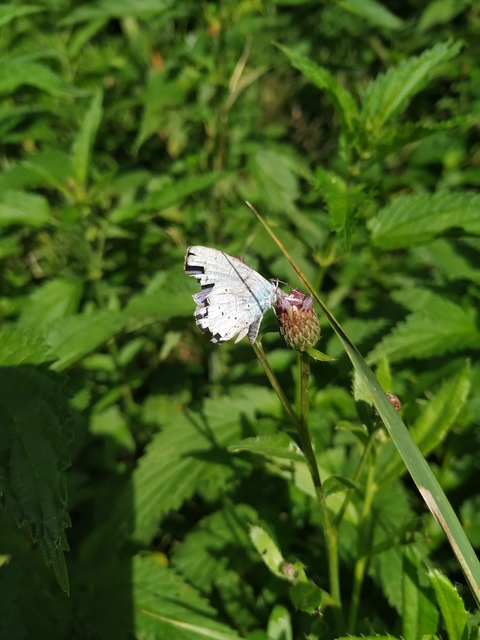Celastrina argiolus - bengeboglárka