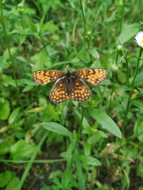 Melitaea athalia - közönséges tarkalepke