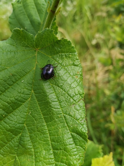 Chrysolina sturmi - vöröslábú levelész