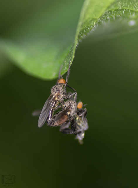 Empididae - táncoslegyek