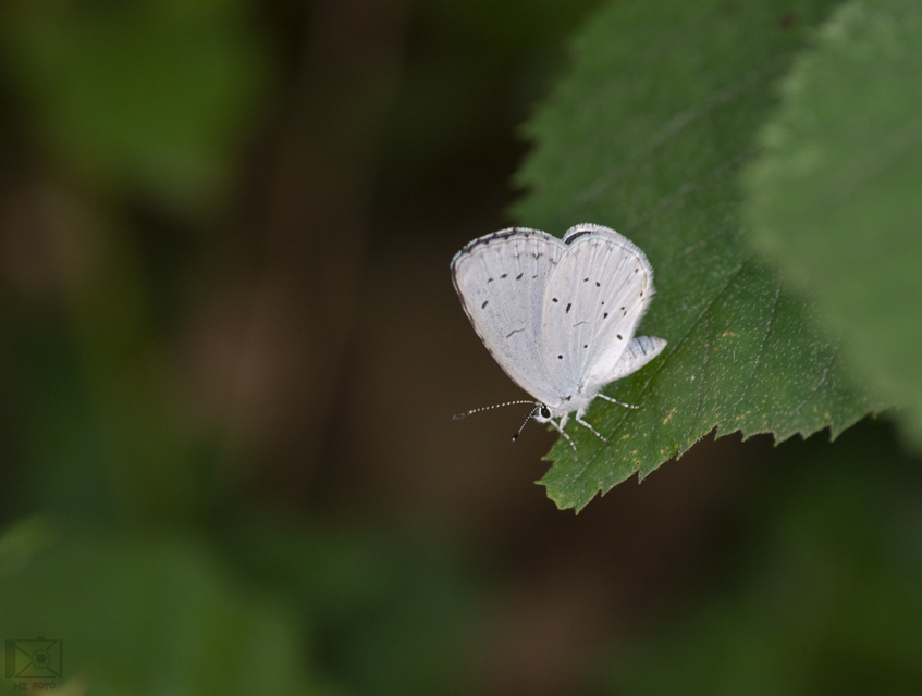 Celastrina argiolus - bengeboglárka