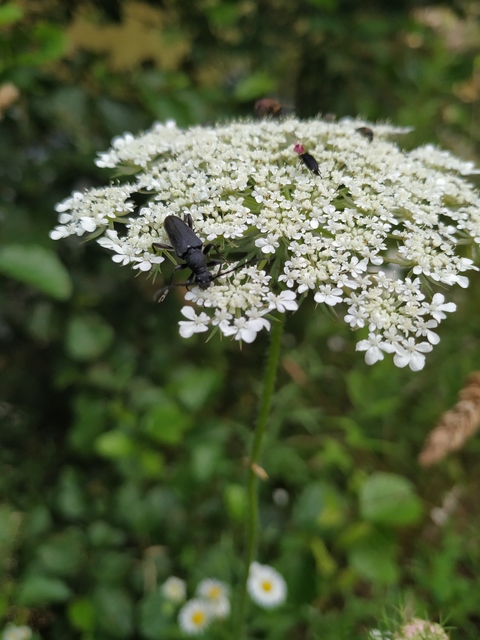Stictoleptura scutellata - hegyi virágcincér