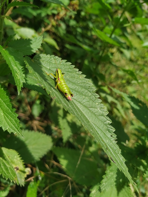 Odontopodisma schmidtii - Schmidt-hegyisáska