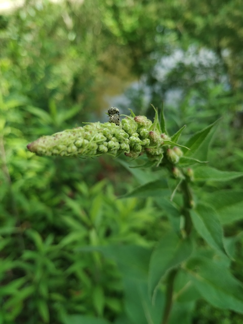 Cionus thapsus - kis ökörfarkkóró-gömbormányos