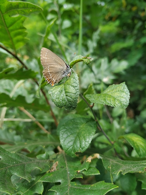 Satyrium ilicis - tölgyfa-csücsköslepke
