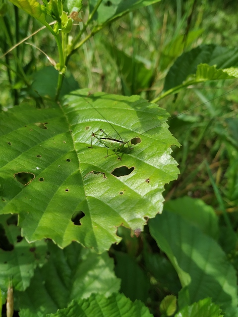 Conocephalus fuscus - kis kúpfejűszöcske