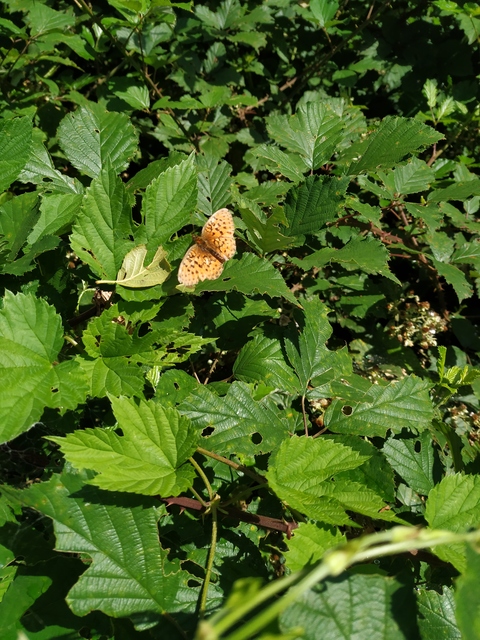 Brenthis daphne - málna-gyöngyházlepke
