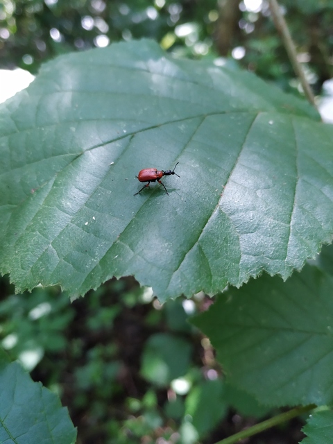 Apoderus coryli - mogyoró-levélsodró