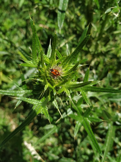 Deraeocoris ruber - vöröses mezeipoloska
