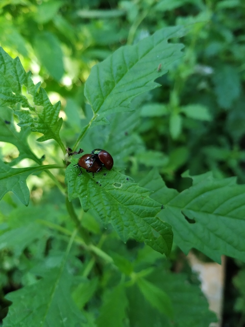 Chrysolina polita - réti mentalevelész Chrysolina polita - réti mentalevelész