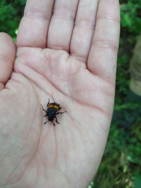 Nicrophorus vespilloides - feketecsápú temetőbogár