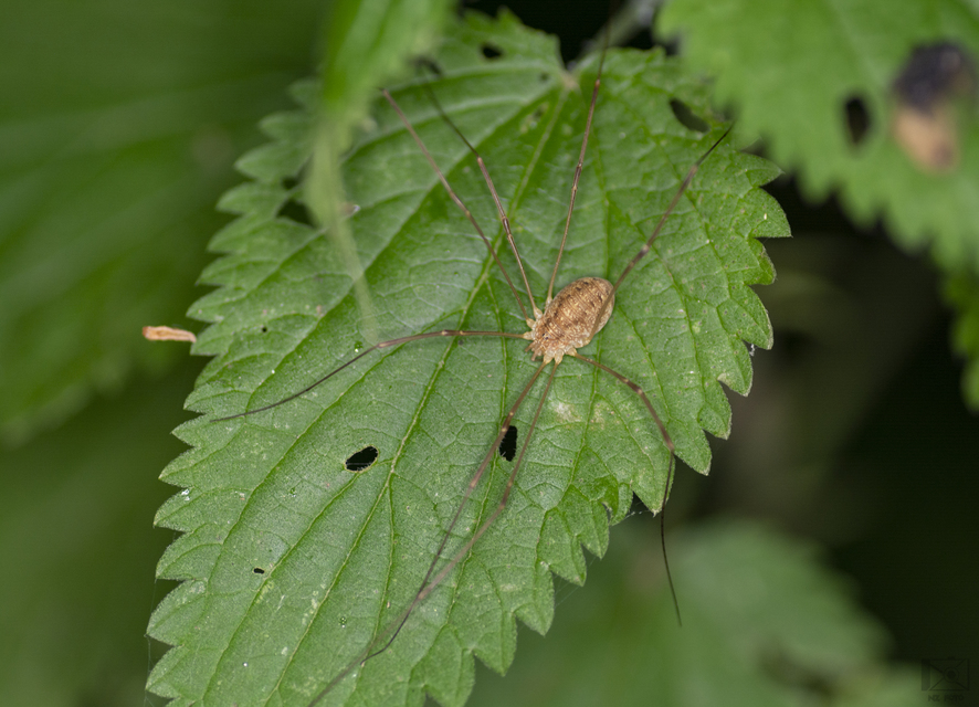 Rilaena triangularis