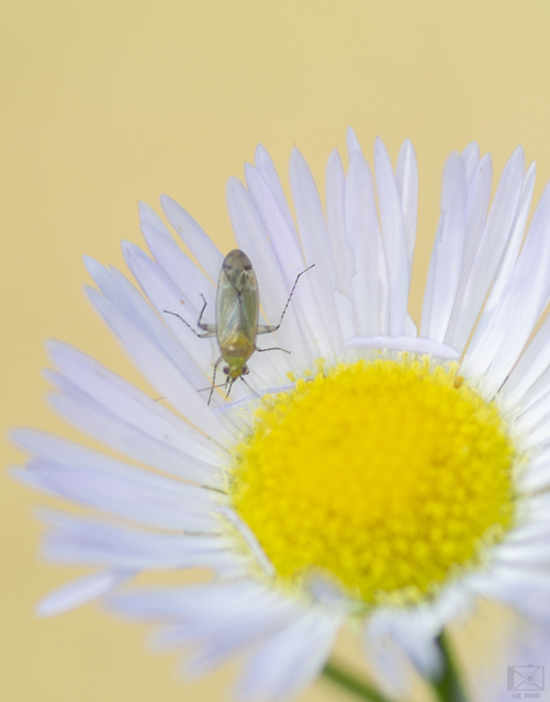 Plagiognathus chrysanthemi - fakó törpepoloska Plagiognathus chrysanthemi - fakó törpepoloska