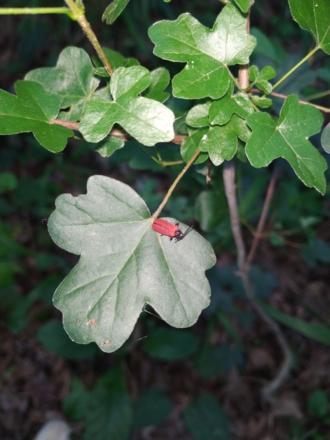 Pyropterus nigroruber - skarlátvörös hajnalbogár