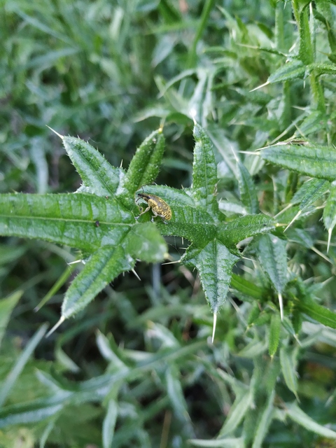 Larinus turbinatus - kúposorrú púderbarkó